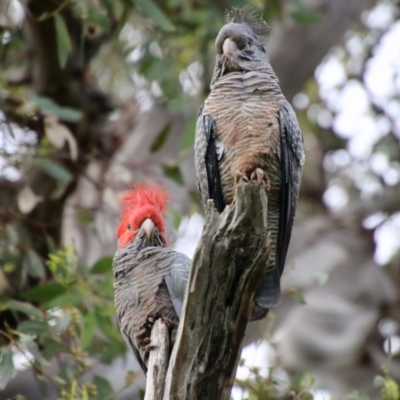 Callocephalon fimbriatum (Gang-gang Cockatoo) at Red Hill to Yarralumla Creek - 6 Nov 2021 by LisaH