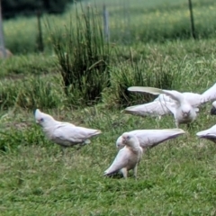 Cacatua sanguinea (Little Corella) at Towong, VIC - 6 Nov 2021 by Darcy