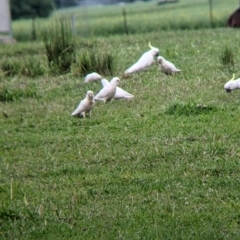 Cacatua sanguinea at Towong, VIC - 6 Nov 2021 05:48 PM