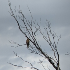 Haliastur sphenurus (Whistling Kite) at Towong, VIC - 7 Nov 2021 by Darcy