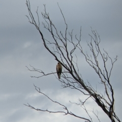 Haliastur sphenurus at Towong, VIC - 7 Nov 2021