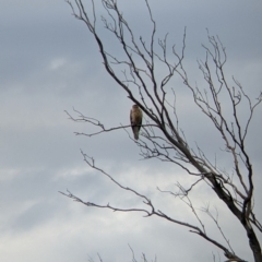 Haliastur sphenurus at Towong, VIC - 7 Nov 2021