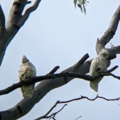 Cacatua sanguinea (Little Corella) at Towong, VIC - 7 Nov 2021 by Darcy