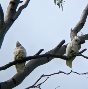 Cacatua sanguinea at Towong, VIC - 7 Nov 2021