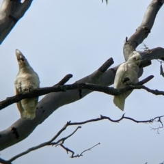 Cacatua sanguinea at Towong, VIC - 7 Nov 2021