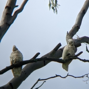 Cacatua sanguinea at Towong, VIC - 7 Nov 2021