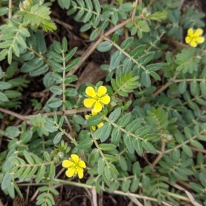 Tribulus terrestris at Tintaldra, VIC - suppressed