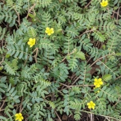 Tribulus terrestris at Tintaldra, VIC - 7 Nov 2021