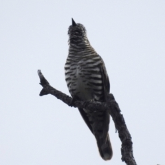 Chrysococcyx lucidus (Shining Bronze-Cuckoo) at Molonglo River Reserve - 7 Nov 2021 by HelenCross