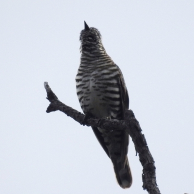 Chrysococcyx lucidus (Shining Bronze-Cuckoo) at Molonglo River Reserve - 7 Nov 2021 by HelenCross