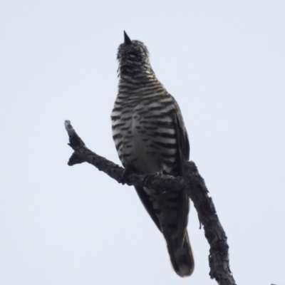 Chrysococcyx lucidus (Shining Bronze-Cuckoo) at Kama - 7 Nov 2021 by HelenCross