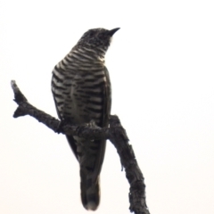 Chrysococcyx lucidus at Molonglo Valley, ACT - 7 Nov 2021