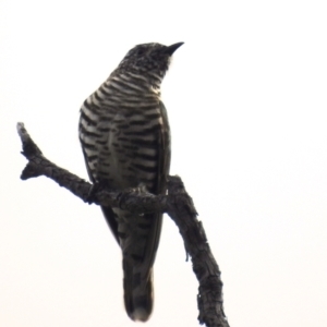 Chrysococcyx lucidus at Molonglo Valley, ACT - 7 Nov 2021 04:30 PM