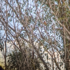 Pachycephala rufiventris (Rufous Whistler) at Tintaldra, VIC - 6 Nov 2021 by Darcy