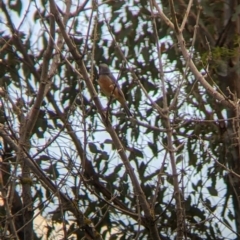 Pachycephala rufiventris at Tintaldra, VIC - 7 Nov 2021