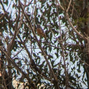 Pachycephala rufiventris at Tintaldra, VIC - suppressed