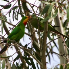 Polytelis swainsonii (Superb Parrot) at Red Hill to Yarralumla Creek - 6 Nov 2021 by LisaH