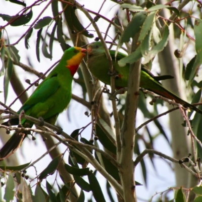 Polytelis swainsonii (Superb Parrot) at Hughes, ACT - 6 Nov 2021 by LisaH