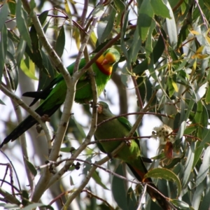 Polytelis swainsonii at Hughes, ACT - 6 Nov 2021