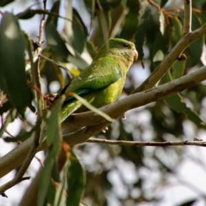 Polytelis swainsonii at Hughes, ACT - suppressed