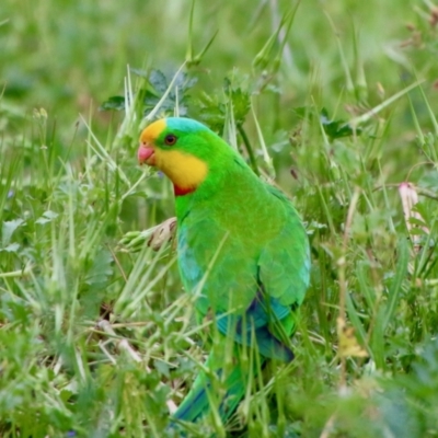 Polytelis swainsonii (Superb Parrot) at Red Hill Nature Reserve - 6 Nov 2021 by LisaH