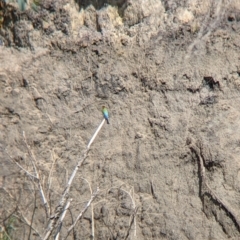 Merops ornatus (Rainbow Bee-eater) at Tintaldra, VIC - 6 Nov 2021 by Darcy