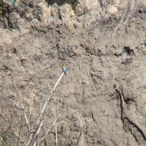 Merops ornatus at Tintaldra, VIC - suppressed