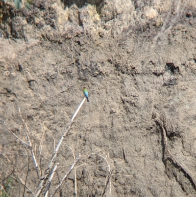 Merops ornatus (Rainbow Bee-eater) at Tintaldra, VIC - 7 Nov 2021 by Darcy