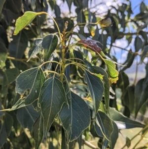 Brachychiton populneus at Cudgewa, VIC - 7 Nov 2021