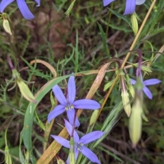 Isotoma axillaris (Australian Harebell, Showy Isotome) at Cudgewa, VIC by Darcy