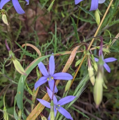 Isotoma axillaris (Australian Harebell, Showy Isotome) at Cudgewa, VIC - 7 Nov 2021 by Darcy