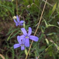 Isotoma axillaris at suppressed - suppressed