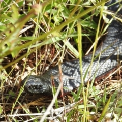 Pseudechis porphyriacus (Red-bellied Black Snake) at Stromlo, ACT - 7 Nov 2021 by HelenCross