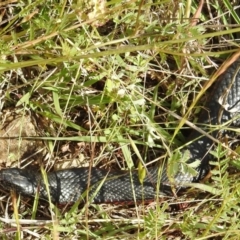 Pseudechis porphyriacus at Stromlo, ACT - 7 Nov 2021