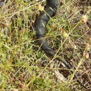 Pseudechis porphyriacus at Stromlo, ACT - 7 Nov 2021