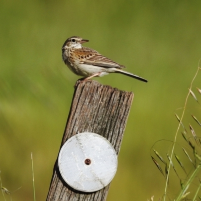 Anthus australis (Australian Pipit) at Lower Molonglo - 7 Nov 2021 by HelenCross