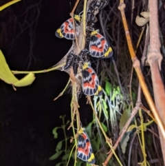 Delias harpalyce (Imperial Jezebel) at Kambah, ACT - 1 Nov 2021 by HelenCross