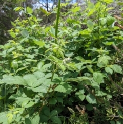 Rubus anglocandicans (Blackberry) at Bruce, ACT - 7 Nov 2021 by KaleenBruce