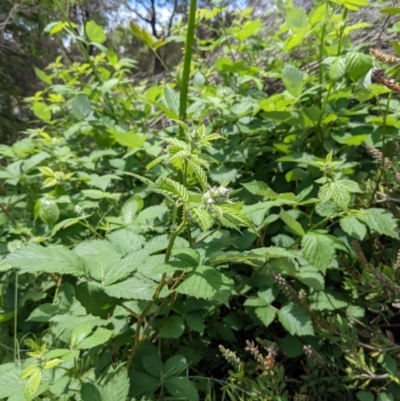 Rubus anglocandicans (Blackberry) at Bruce, ACT - 8 Nov 2021 by KaleenBruce