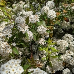 Spiraea cantoniensis (Bridalwreath Spirea, May Bush) at Kaleen, ACT - 8 Nov 2021 by KaleenBruce