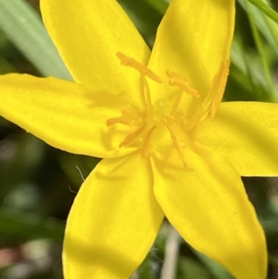 Hypoxis hygrometrica var. hygrometrica (Golden Weather-grass) at Wanniassa Hill - 2 Nov 2021 by RAllen