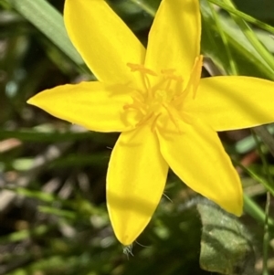 Hypoxis hygrometrica var. hygrometrica at Jerrabomberra, ACT - 2 Nov 2021 02:09 PM