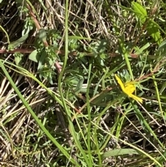 Hypoxis hygrometrica var. hygrometrica at Jerrabomberra, ACT - 2 Nov 2021 02:09 PM