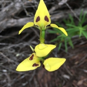 Diuris sulphurea at Cotter River, ACT - 7 Nov 2021