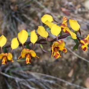 Diuris semilunulata at Cotter River, ACT - 7 Nov 2021