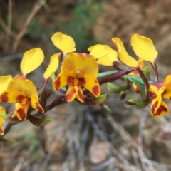 Diuris semilunulata at Cotter River, ACT - 7 Nov 2021