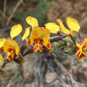 Diuris semilunulata at Cotter River, ACT - 7 Nov 2021