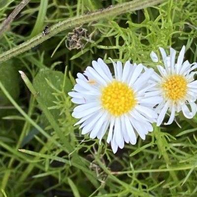 Calotis anthemoides (Chamomile Burr-daisy) at Wanniassa Hill - 2 Nov 2021 by RAllen