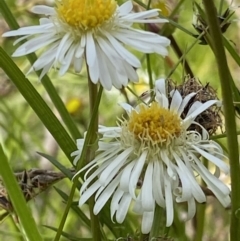 Calotis anthemoides at Jerrabomberra, ACT - 2 Nov 2021 02:11 PM