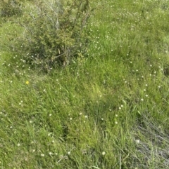 Calotis anthemoides at Jerrabomberra, ACT - 2 Nov 2021